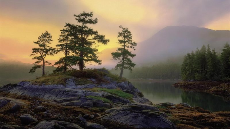 Sample preview: evergreen pines on a misty golden coastline
